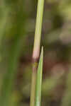 Florida paspalum